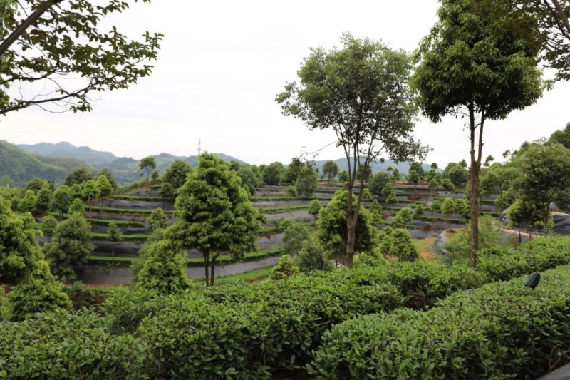 茶鄉(xiāng)春韻產(chǎn)業(yè)興農(nóng)|2025集團(tuán)白沙溪茶廠鈞澤源谷雨采茶節(jié)圓滿舉行